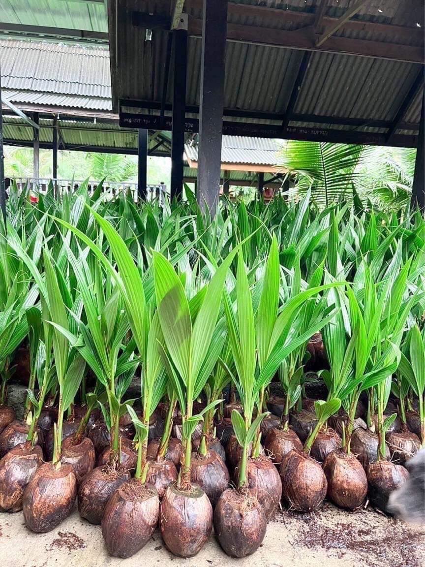 มะพร้าว