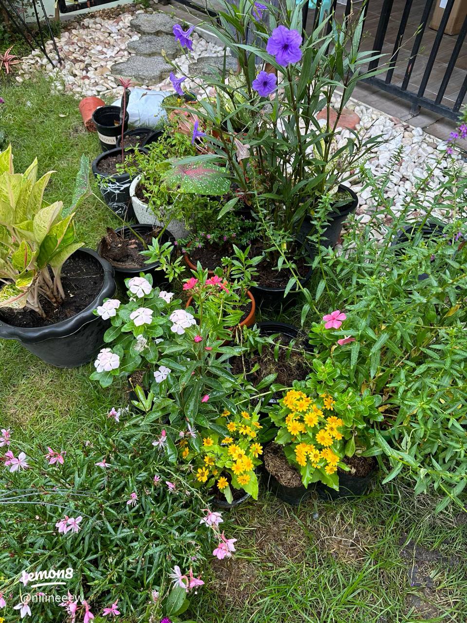 ไม้ดอกและไม้ประดับ